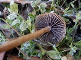 Hypholoma ericaeoides image