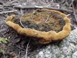 Fuscoporia torulosa image