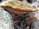 Fuscoporia torulosa image