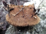 Fuscoporia torulosa image