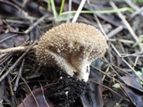 Lycoperdon nigrescens image