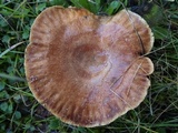Lactarius chrysorrheus image