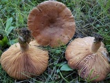 Lactarius chrysorrheus image