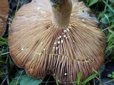 Lactarius chrysorrheus image