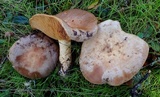 Lactarius argillaceifolius image