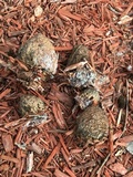 Ramaria stricta image