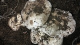 Agaricus bisporus image