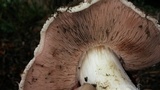 Agaricus bisporus image