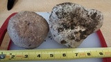 Agaricus bisporus image