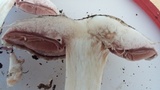 Agaricus bisporus image
