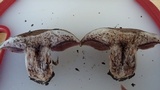 Agaricus bisporus image