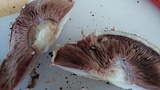 Agaricus bisporus image