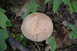 Tylopilus rubrobrunneus image