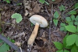 Tylopilus rubrobrunneus image