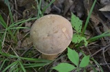 Tylopilus rubrobrunneus image
