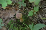 Tylopilus rubrobrunneus image