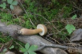 Tylopilus rubrobrunneus image