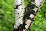 Anisomeridium biforme image