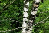 Anisomeridium biforme image