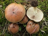 Pholiota spumosa image
