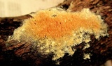Steccherinum ochraceum image