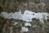 Julella fallaciosa image