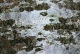 Julella fallaciosa image