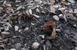 Otidea bufonia image