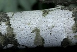 Julella fallaciosa image