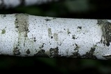 Julella fallaciosa image