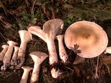 Infundibulicybe geotropa image