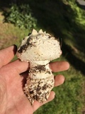 Amanita magniverrucata image
