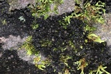 Leptogium teretiusculum image