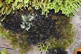 Leptogium teretiusculum image