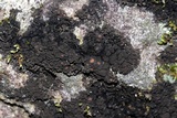 Leptogium teretiusculum image