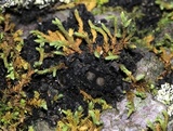 Leptogium teretiusculum image