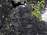 Leptogium teretiusculum image