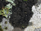 Leptogium teretiusculum image