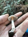 Inocybe albodisca image