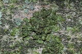 Melanohalea subolivacea image