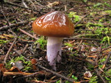 Cortinarius vanduzerensis image