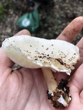 Ossicaulis lignatilis image
