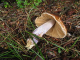 Cortinarius vanduzerensis image