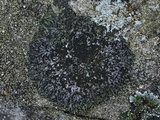 Phaeophyscia sciastra image
