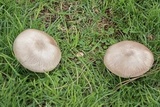 Agaricus californicus image