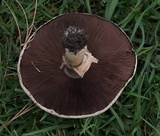 Agaricus californicus image