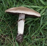 Agaricus californicus image