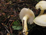 Hygrophorus chrysodon image