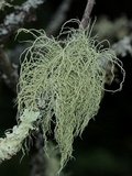 Usnea subfloridana image