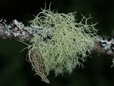 Usnea subfloridana image